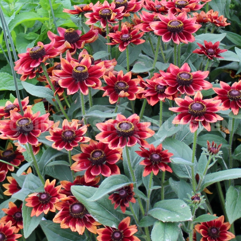 楽天市場】ヘレニウム 'オータム ロリポップ' : おぎはら植物園