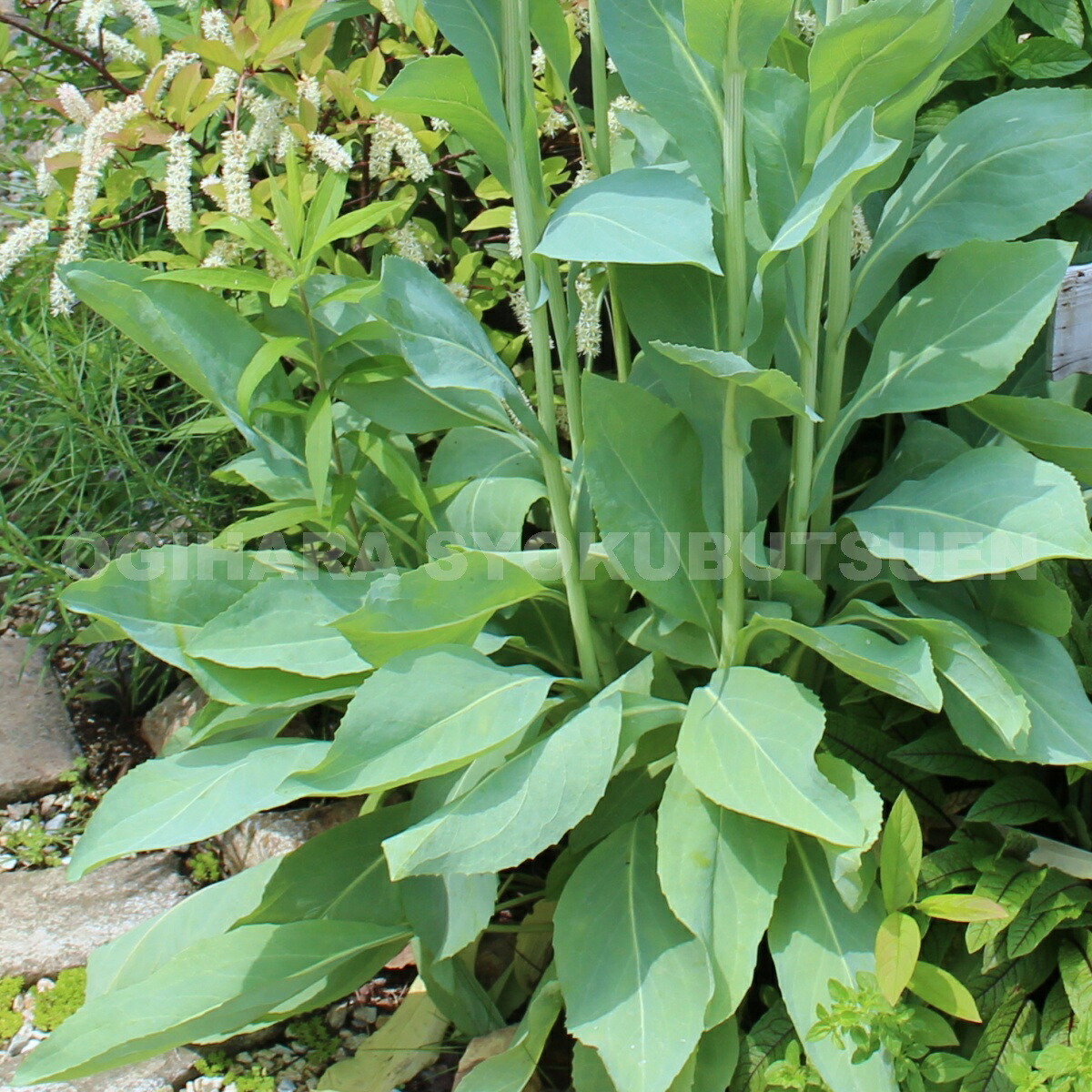 楽天市場 ルドベキア マキシマ おぎはら植物園