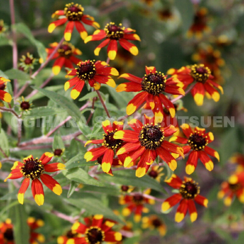 みりん様ご連絡用 ルドベキア ヘンリーアイラ―ズ ルドベキア「ヘンリーアイラーズ」