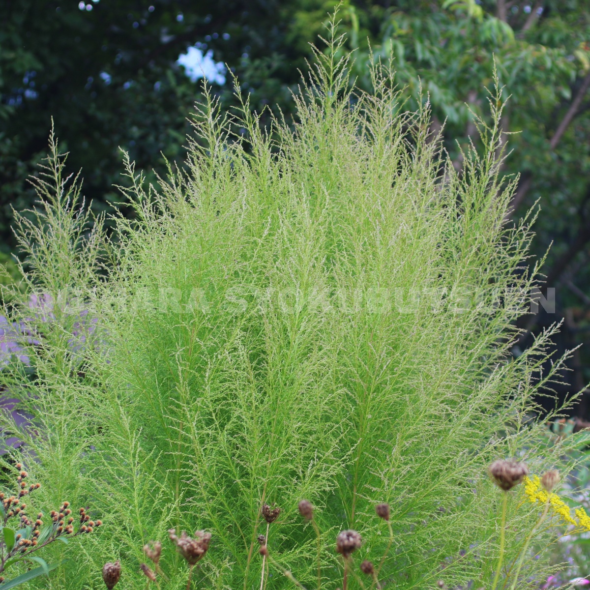 パンパスグラス・苗【エビータ】大株　７月31日更新 パンパスグラス・苗【エビータ】大株 7月31日更新