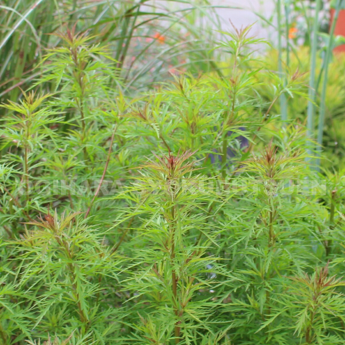 楽天市場】ユーパトリウム グリーンフェザー : おぎはら植物園 楽天市場】ユーパトリウム グリーンフェザー : おぎはら植物園