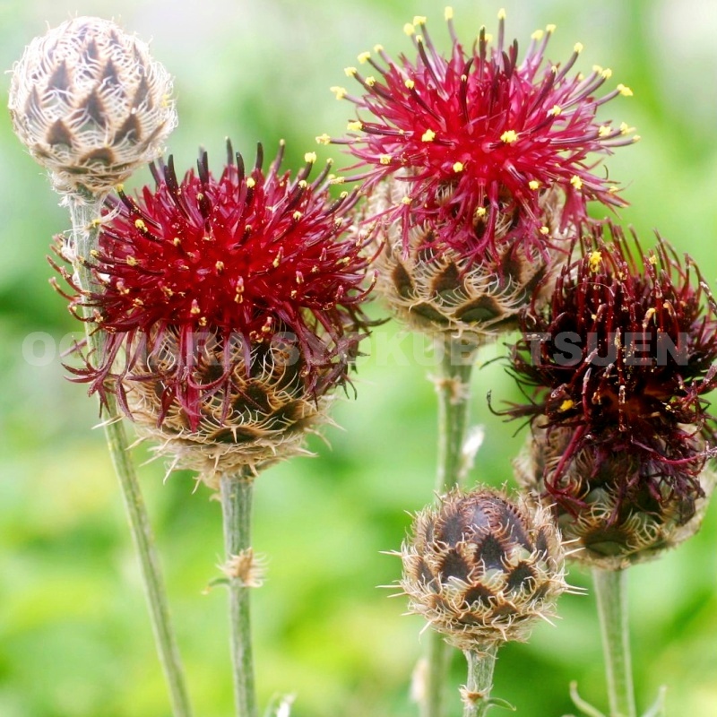 楽天市場】ピンクダスティミラー （セントーレア ギムノカルパ） : お