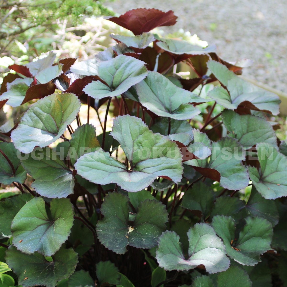 楽天市場 セントーレア ブラックボール おぎはら植物園