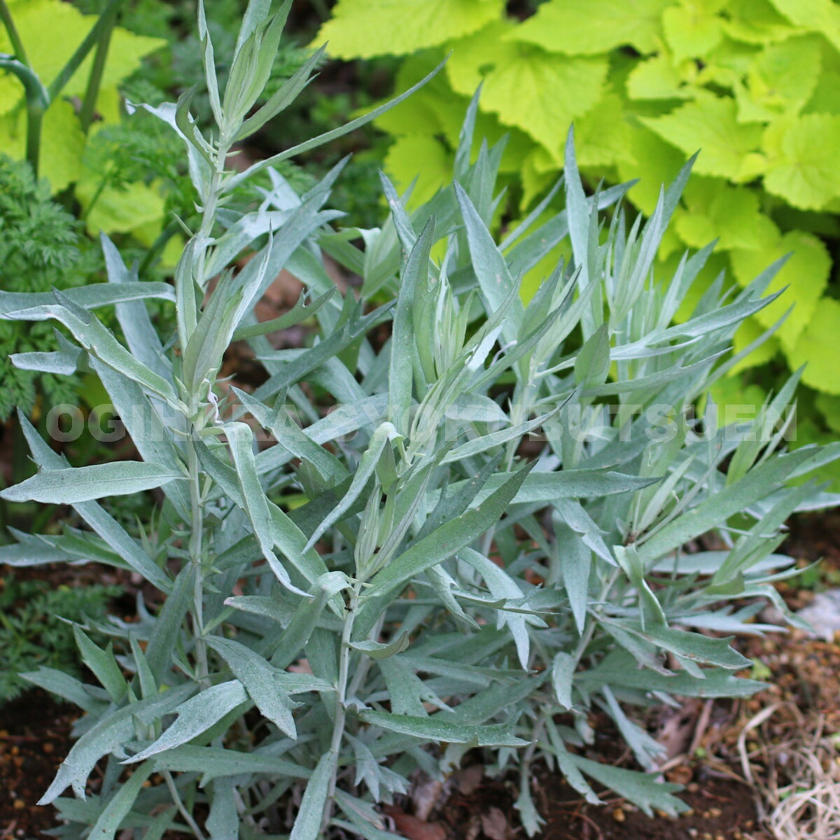 楽天市場 アルテミシア ルドビシアナ おぎはら植物園