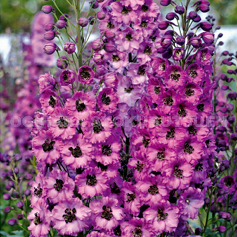 デルフィニウム デルフィニウム | オザキフラワーパーク | オザキフラワーパーク