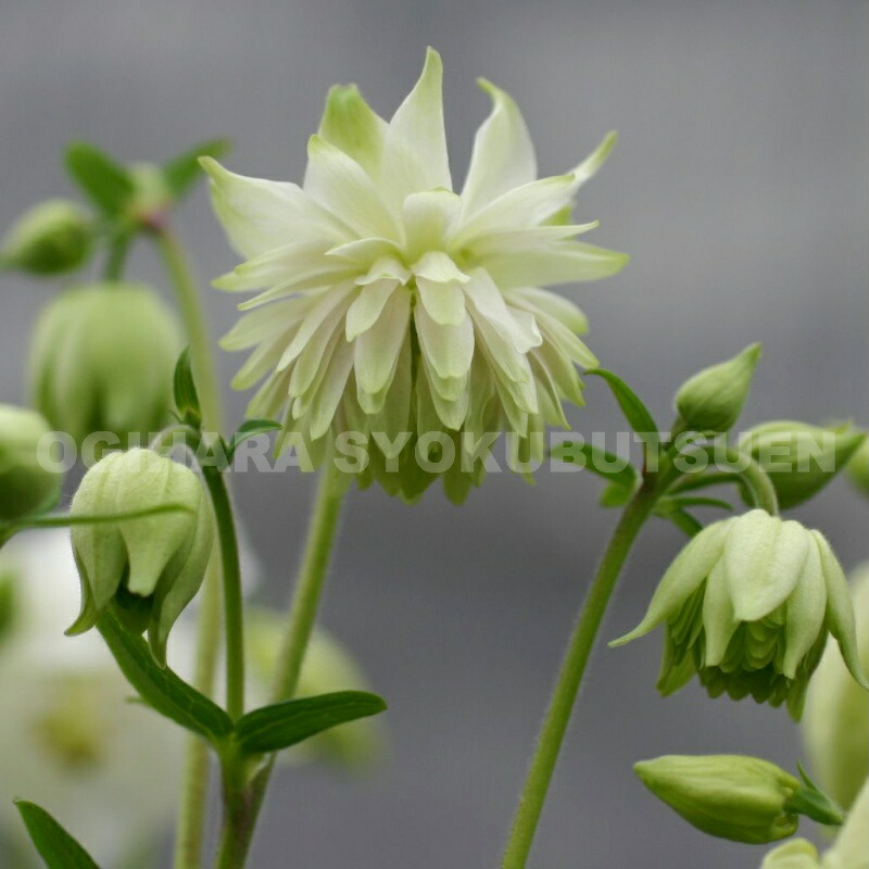 楽天市場】クレマチス モアフィールディー 2年苗 : おぎはら植物園