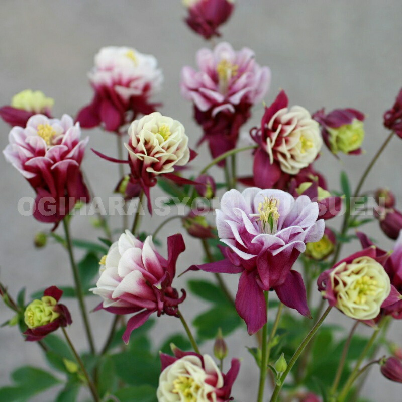 楽天市場】クレマチス インテグリフォリア 'ヘンダーソニー' 1年苗