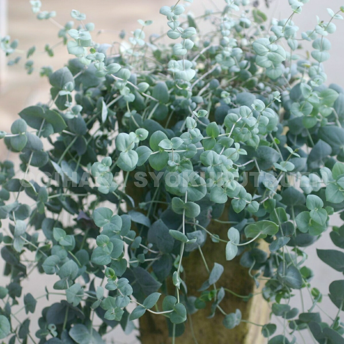 楽天市場】ユッカ リギダ : おぎはら植物園