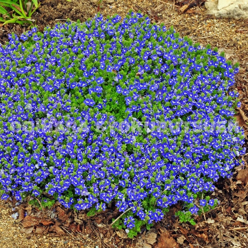 楽天市場】ダブルプリムローズ 'スー ジャービス' : おぎはら植物園