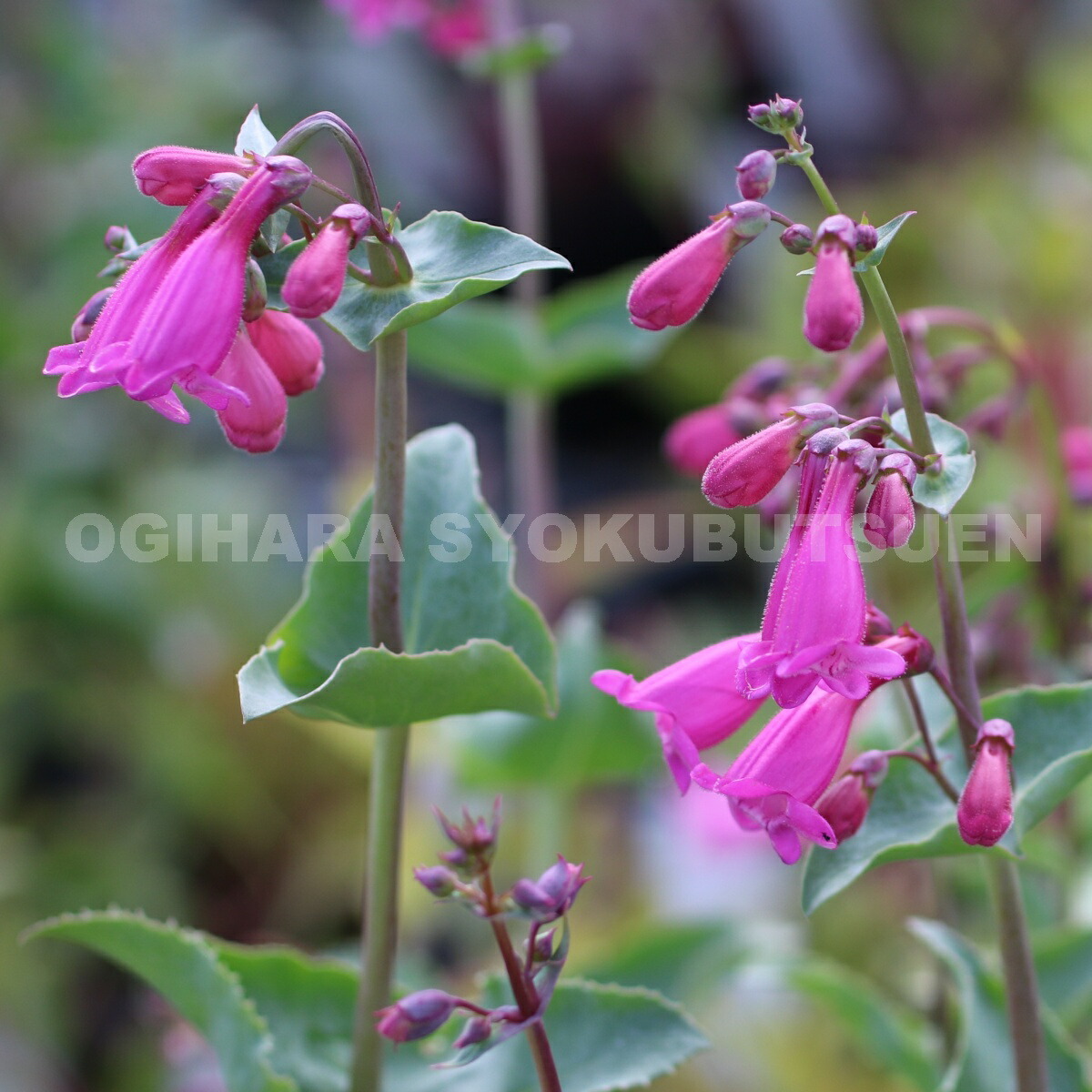 楽天市場 ペンステモン シュードスペクタビリス おぎはら植物園