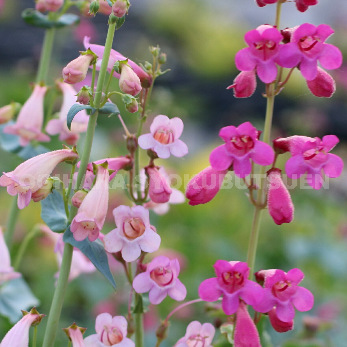 楽天市場 ペンステモン シュードスペクタビリス おぎはら植物園