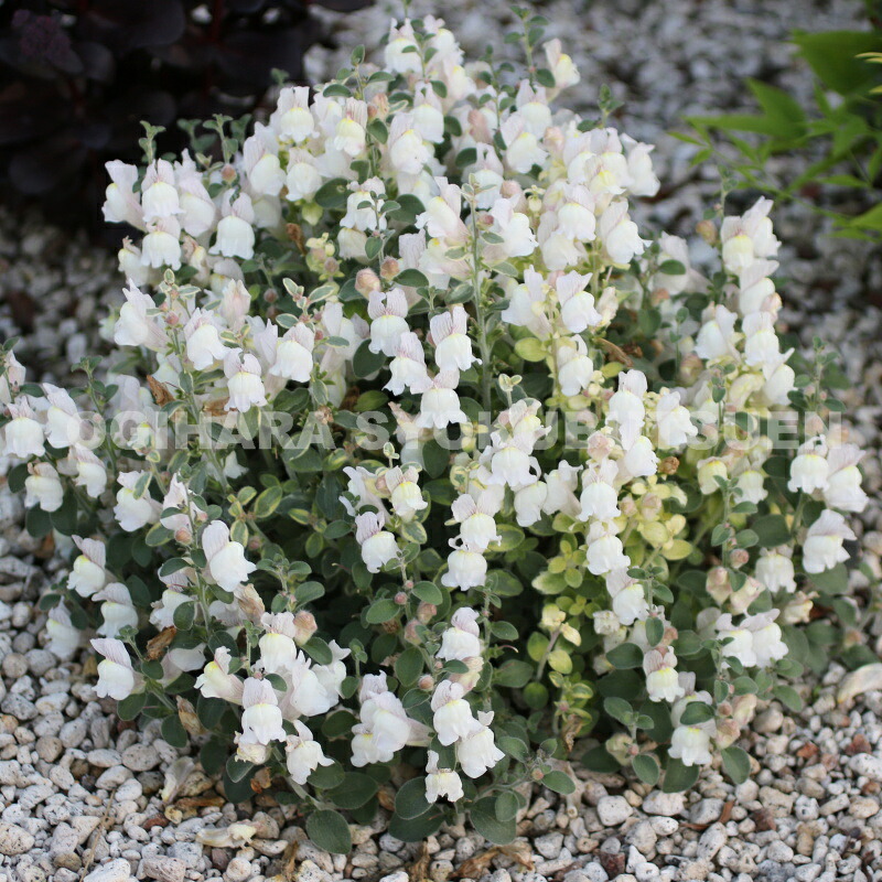 楽天市場】メルテンシア マリティマ : おぎはら植物園