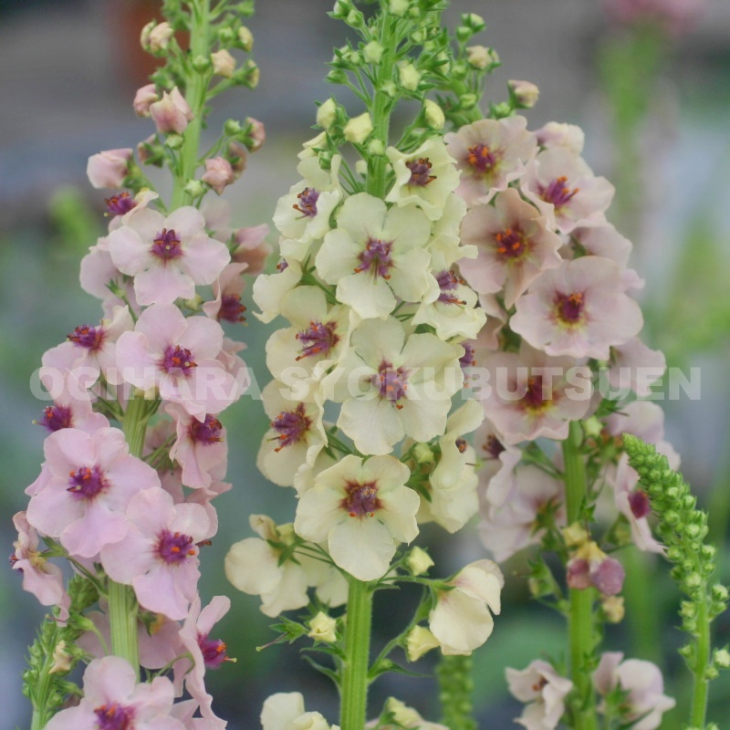 楽天市場】ダブルプリムローズ 'スー ジャービス' : おぎはら植物園