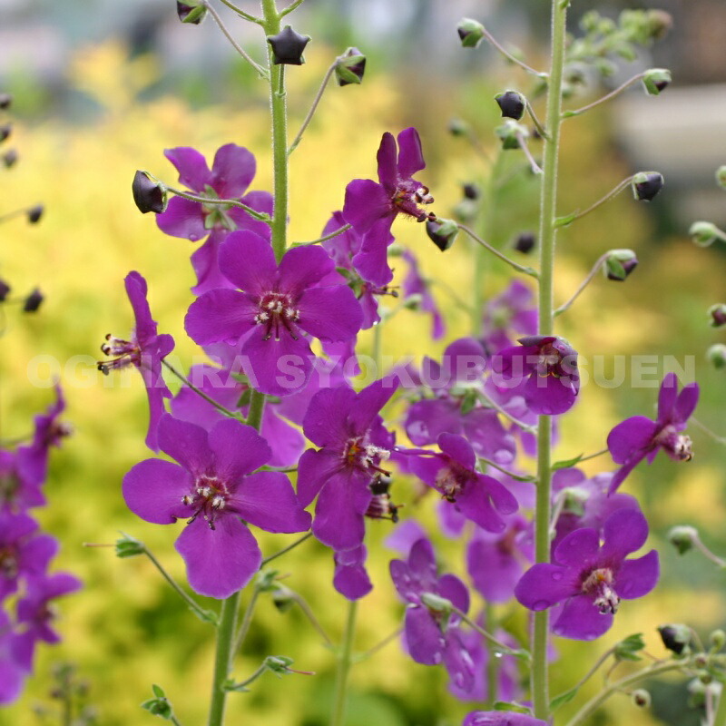 楽天市場】アンチューサ 'ドロップモア' : おぎはら植物園