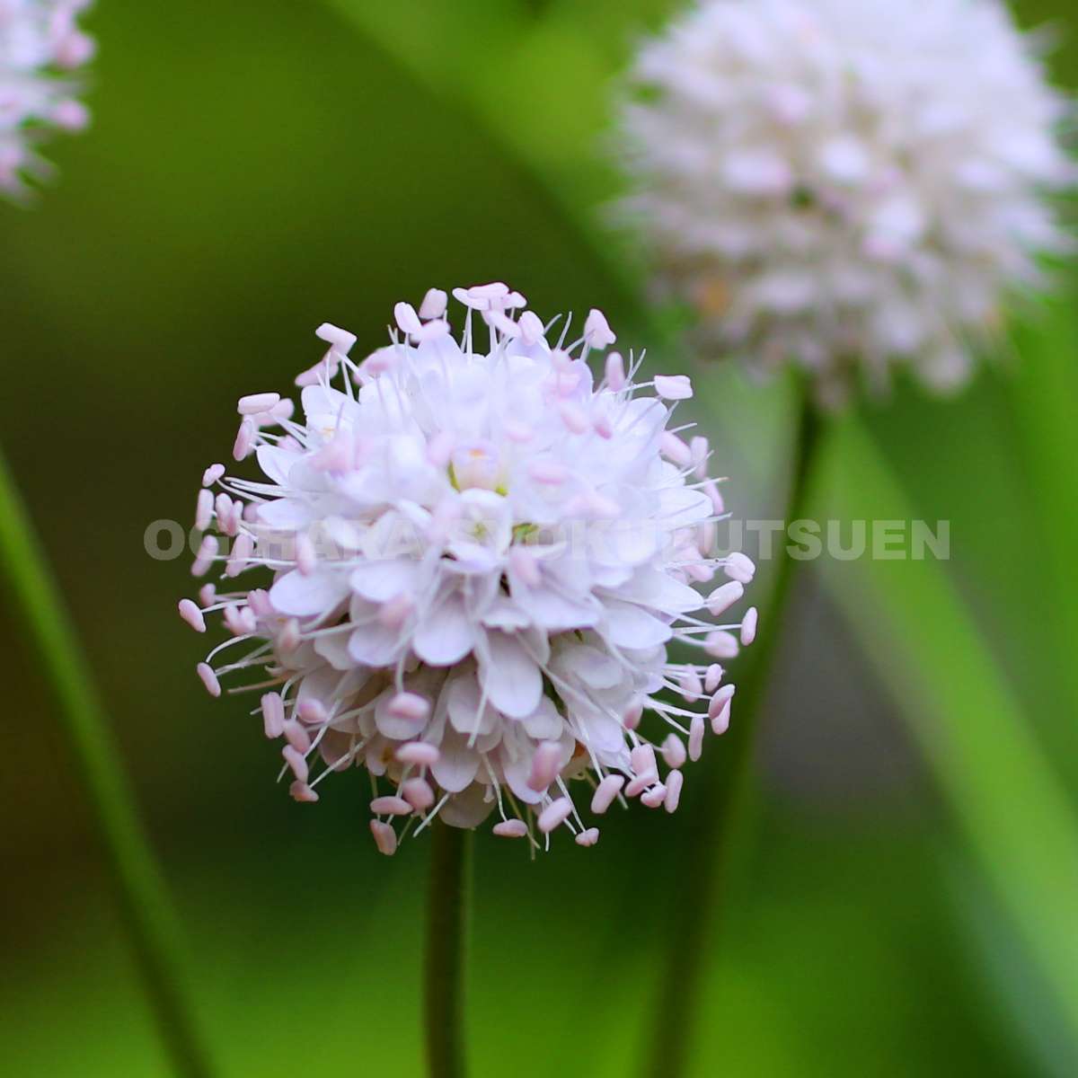 楽天市場 松虫草 スカビオサ ピンクレース おぎはら植物園