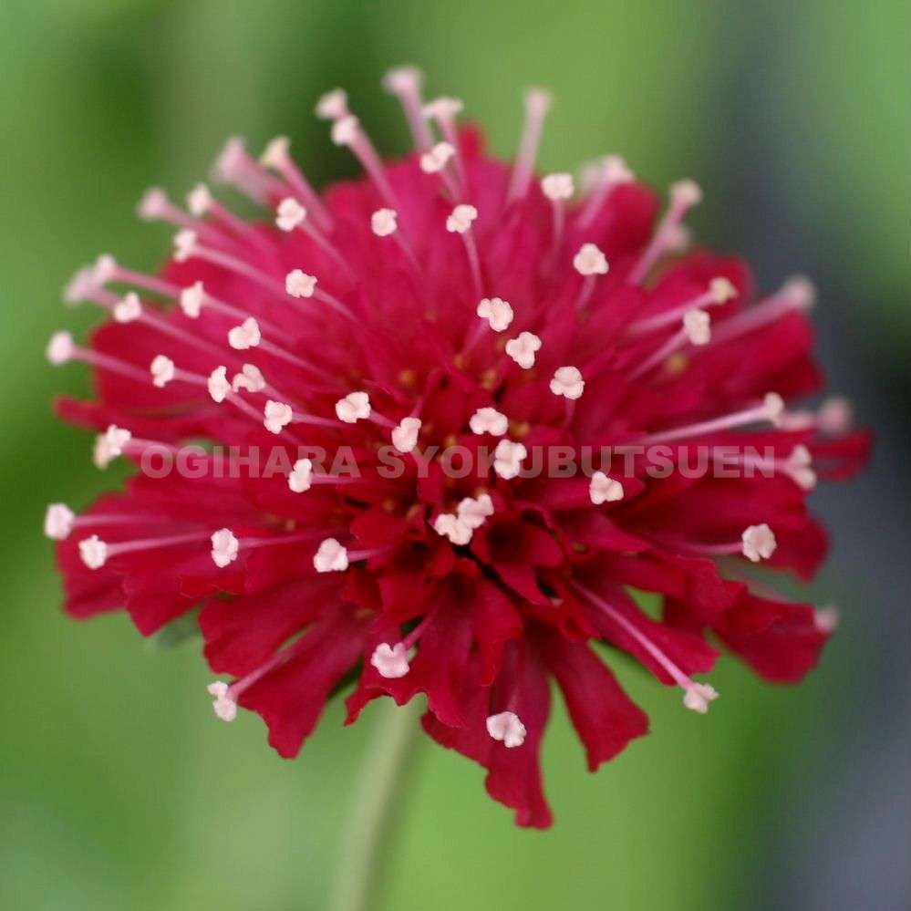 マルバストラム   確認用です（╹◡╹）♡ マルバストラム 確認用です（╹◡╹）♡ ブロスポで話した蛾をちゃんと