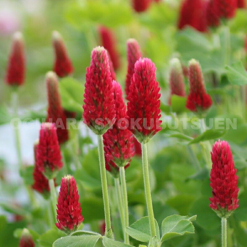 楽天市場】クリムゾンクローバー ストロベリーキャンドル（クリムソン