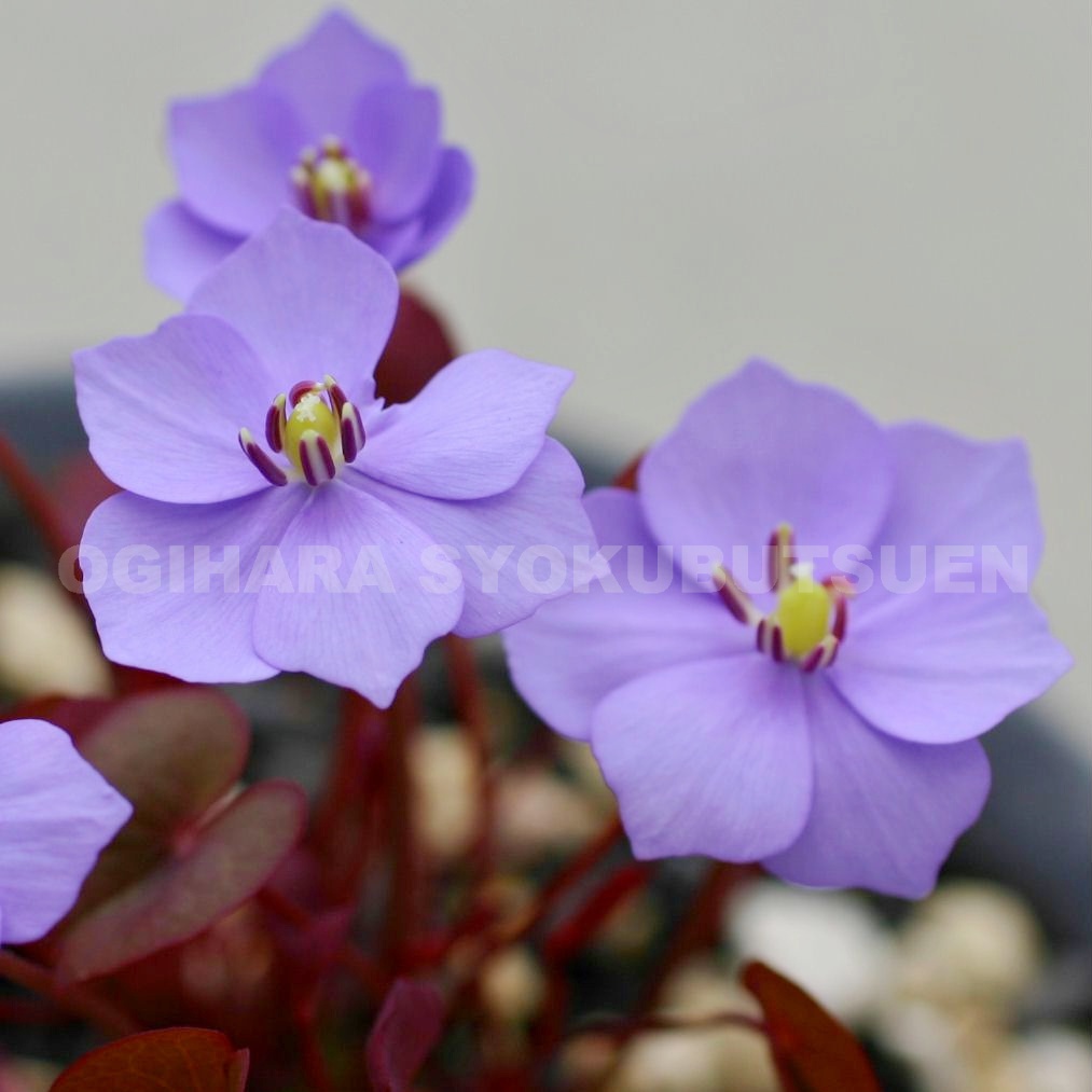 楽天市場】クレマチス マクロペタラ 'ウェッセルトン' 開花鉢 : お