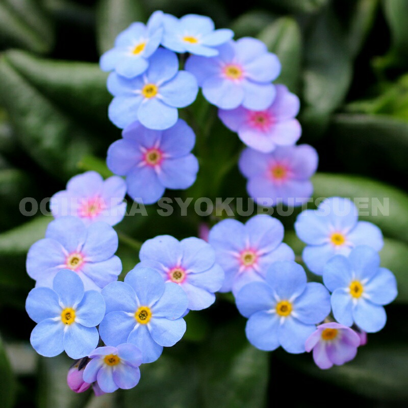 楽天市場】メルテンシア マリティマ : おぎはら植物園