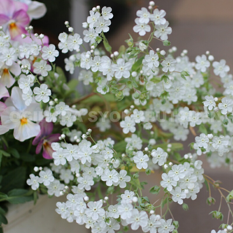 クリスマスローズ 苗　多弁ホワイトピコティ　大株 楽天市場】クリスマスローズ 多弁ダブル ホワイト ピコティ系 大苗