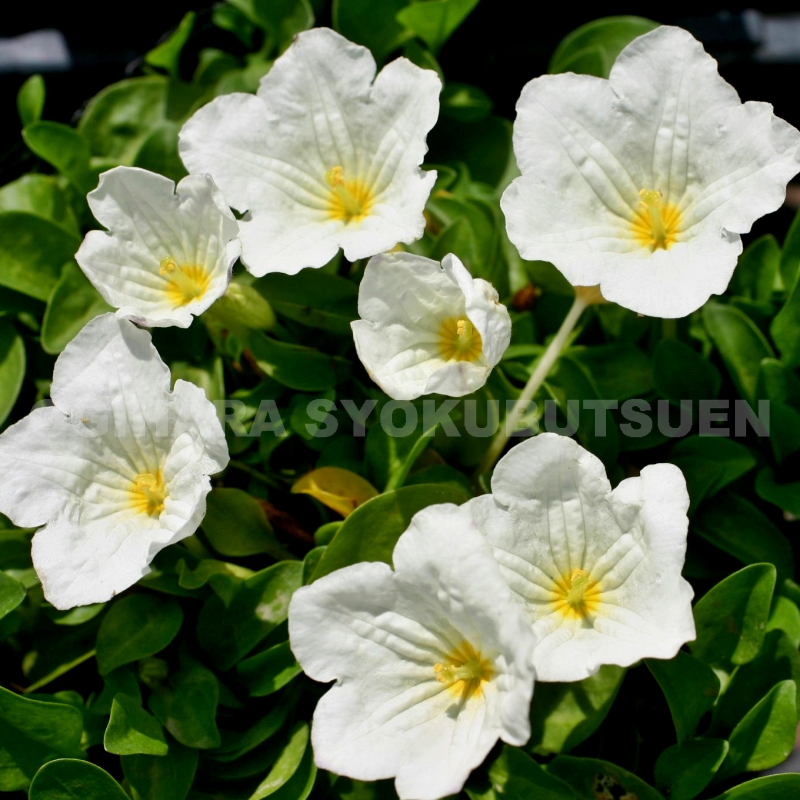 楽天市場】二輪草（ニリンソウ）【新苗】 : おぎはら植物園