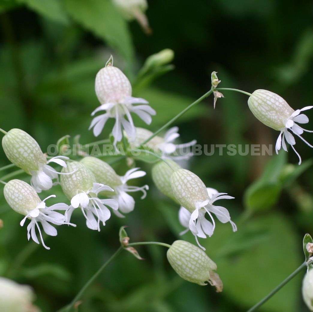 楽天市場 シレネ ブルガリス おぎはら植物園