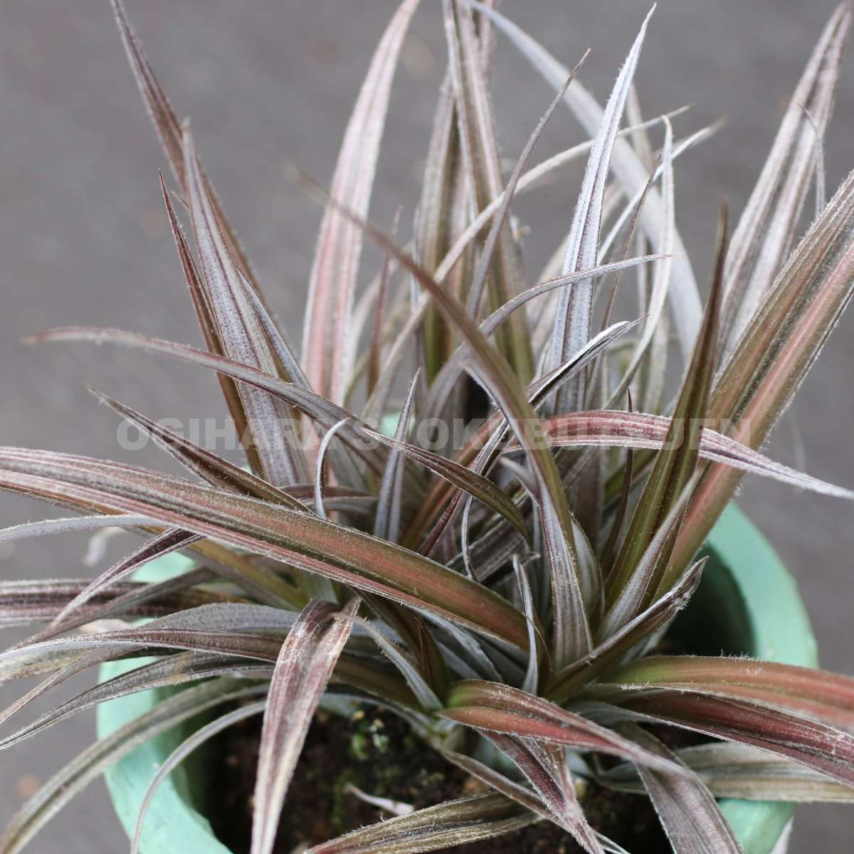 ダシリリオン ウィーレリー 極太 埼玉 引取限定 2025年最新