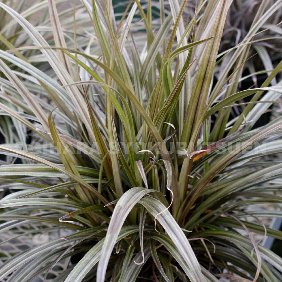 楽天市場】ダシリリオン ウィーレリ : おぎはら植物園