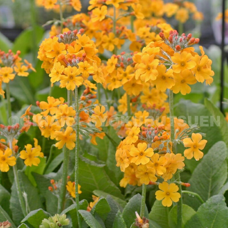 楽天市場】ダブルプリムローズ 'ソフト ブルー' : おぎはら植物園