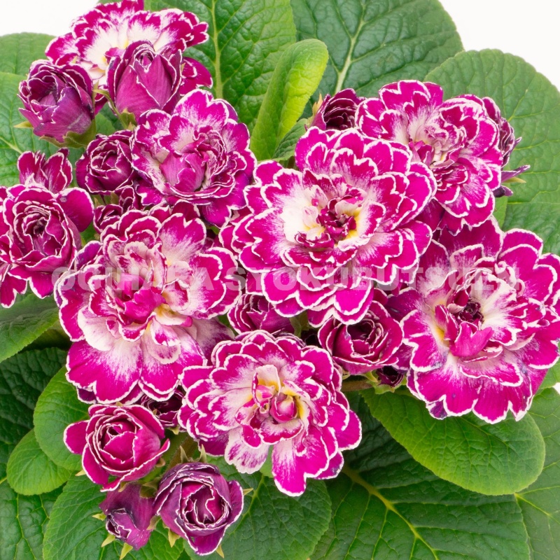 稀少 プリムラ'スージャービス' 株分苗　2株 稀少 プリムラ'スージャービス' 株分苗2株