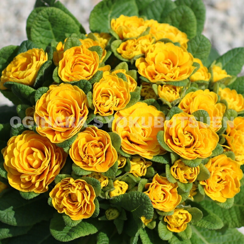 楽天市場】ダブルプリムローズ 'スー ジャービス' : おぎはら植物園