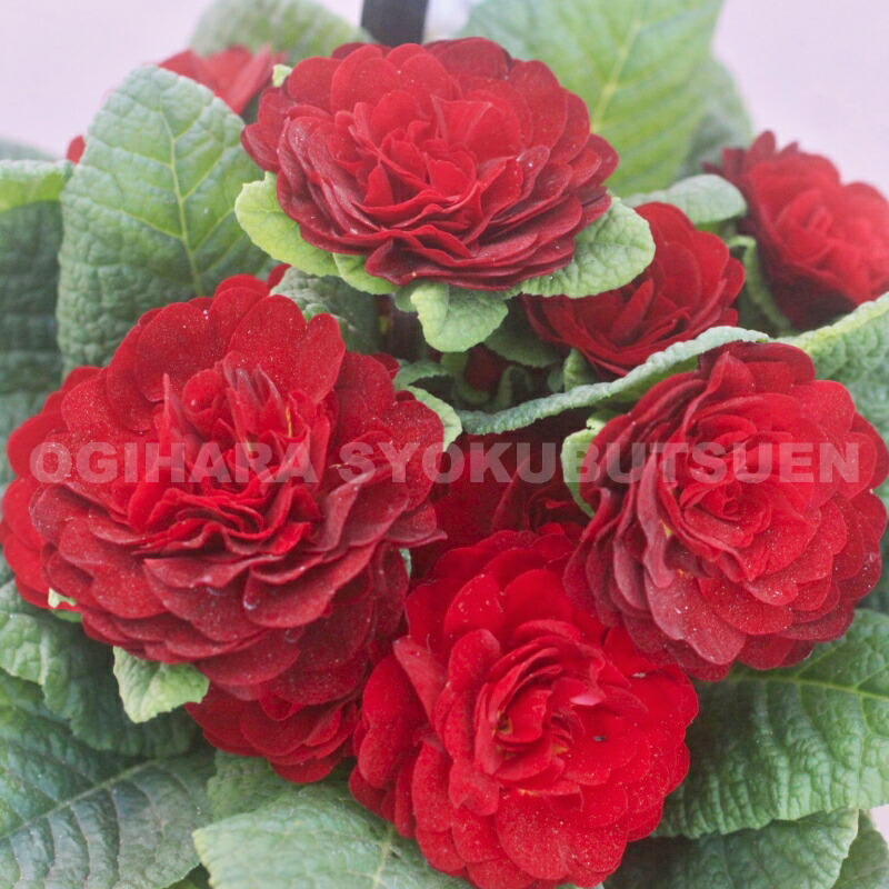 楽天市場】ダブルプリムローズ 'スー ジャービス' : おぎはら植物園