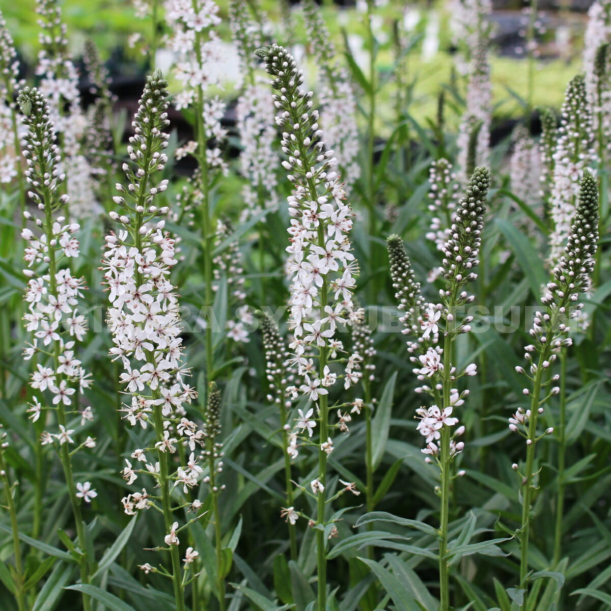 楽天市場 リシマキア エフェメルム おぎはら植物園