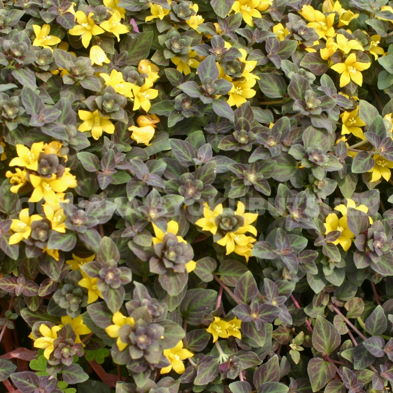 リシマキア　ご予約専用 楽天市場】リシマキア 'リッシー' : おぎはら植物園