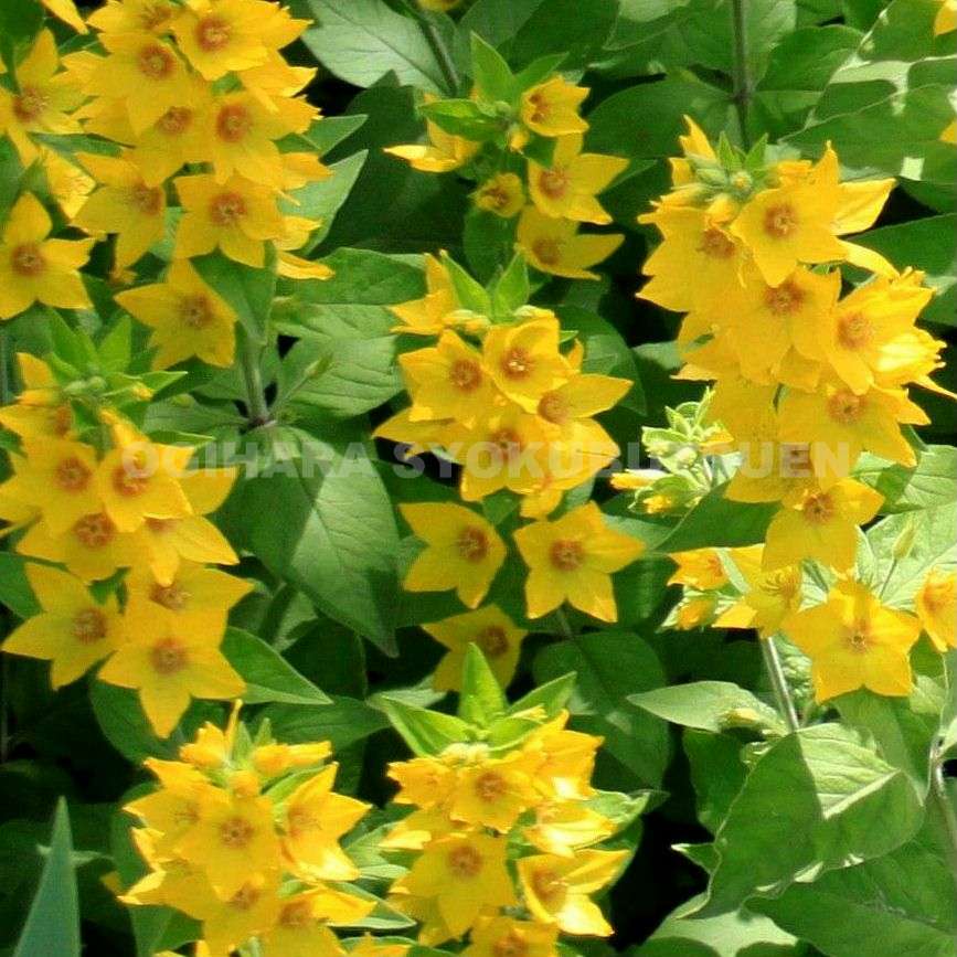 リシマキア　ご予約専用 楽天市場】リシマキア 'リッシー' : おぎはら植物園