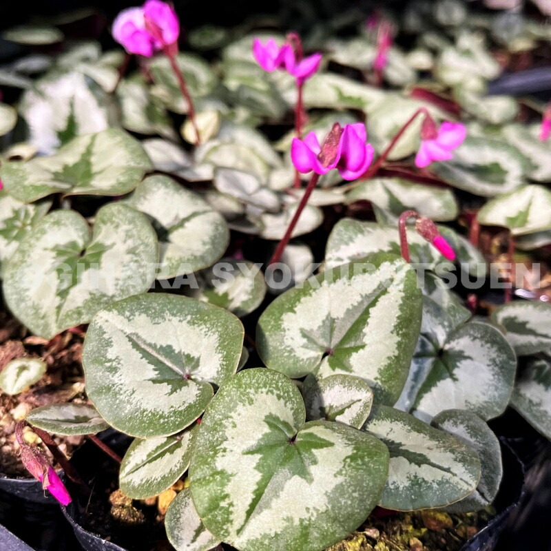 楽天市場】原種シクラメン コウム 'ルブラム'（赤・ピンク系） : お