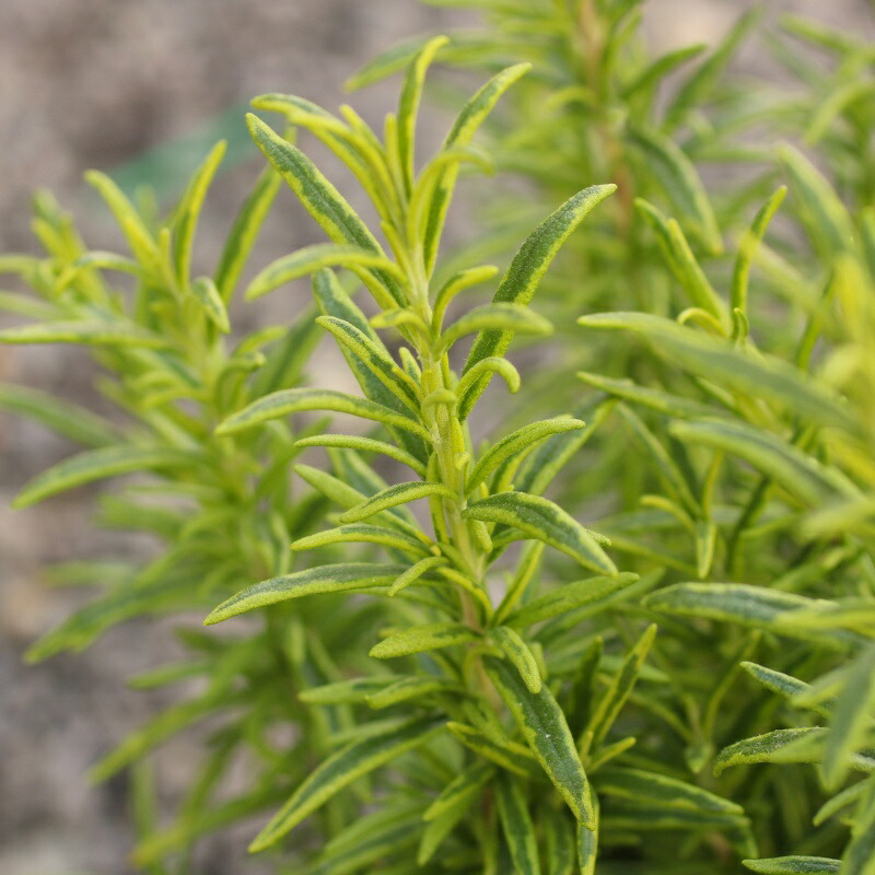 楽天市場】ダブルプリムローズ 'スー ジャービス' : おぎはら植物園