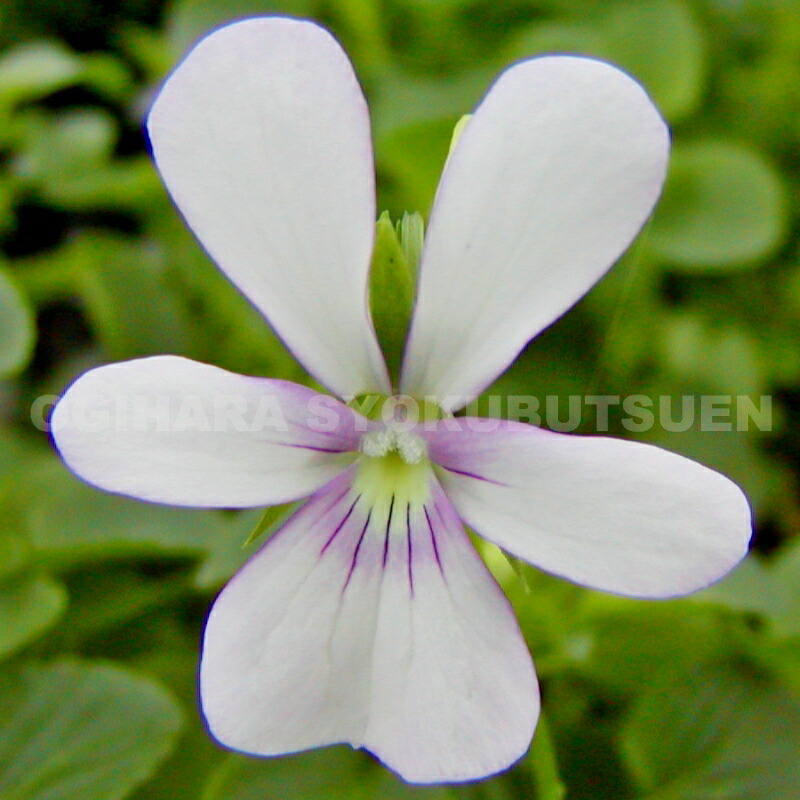 クレマチス　アーマンディ　アップルブロッサム　正規苗② 楽天市場】クレマチスの苗/[24年10月中下旬予約]クレマチス