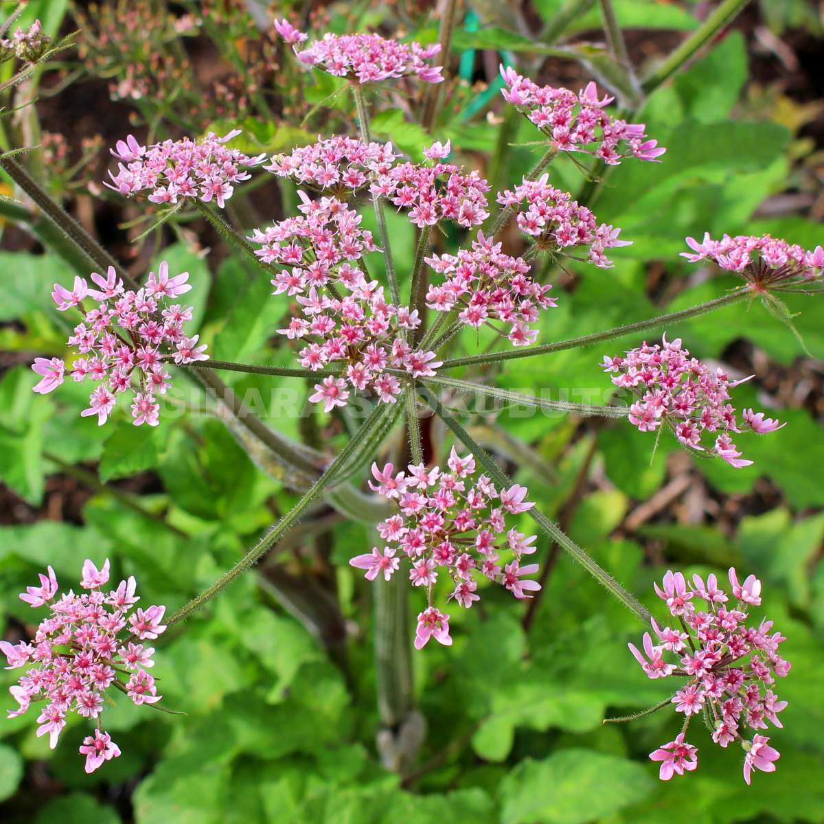 楽天市場 ヘラクレウム ピンク クラウド おぎはら植物園