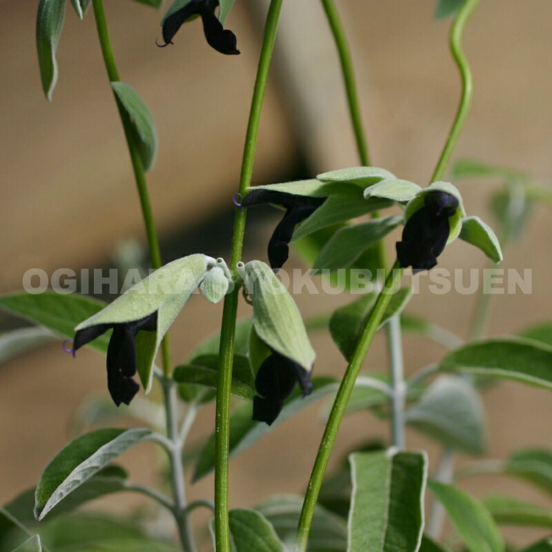 楽天市場】カンナ 'シュトゥットガルト' : おぎはら植物園