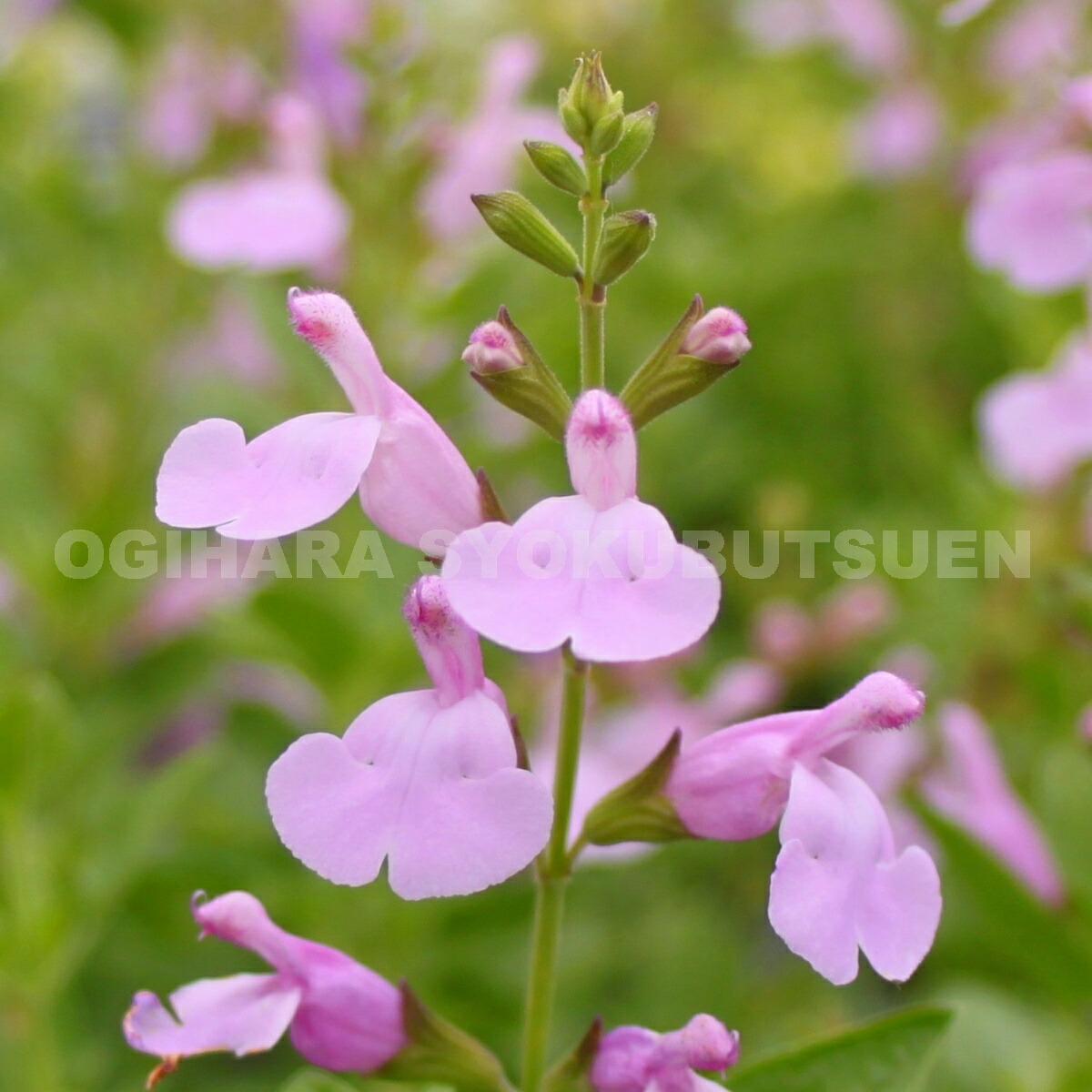 楽天市場】コバルトセージ : おぎはら植物園