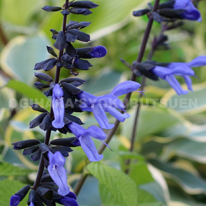 楽天市場】サルビア 'ロックンロール ピンクスパイダー'(PVP) : お