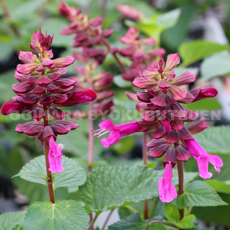 楽天市場】サルビア シナロエンシス'コスミックブルー'ポット苗（c11