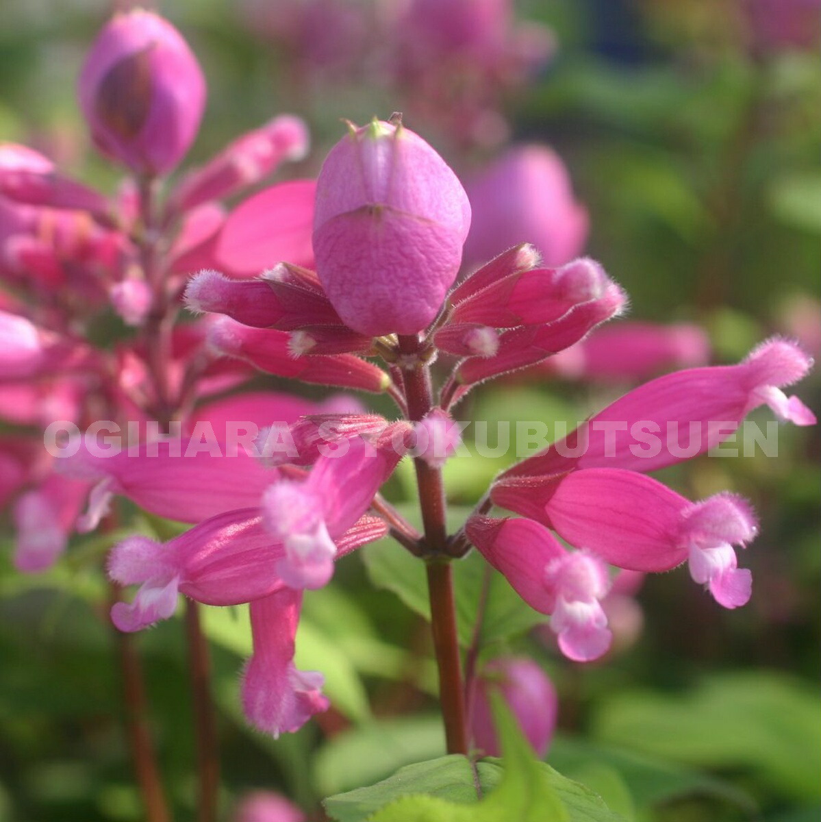 楽天市場 ローズリーフセージ おぎはら植物園