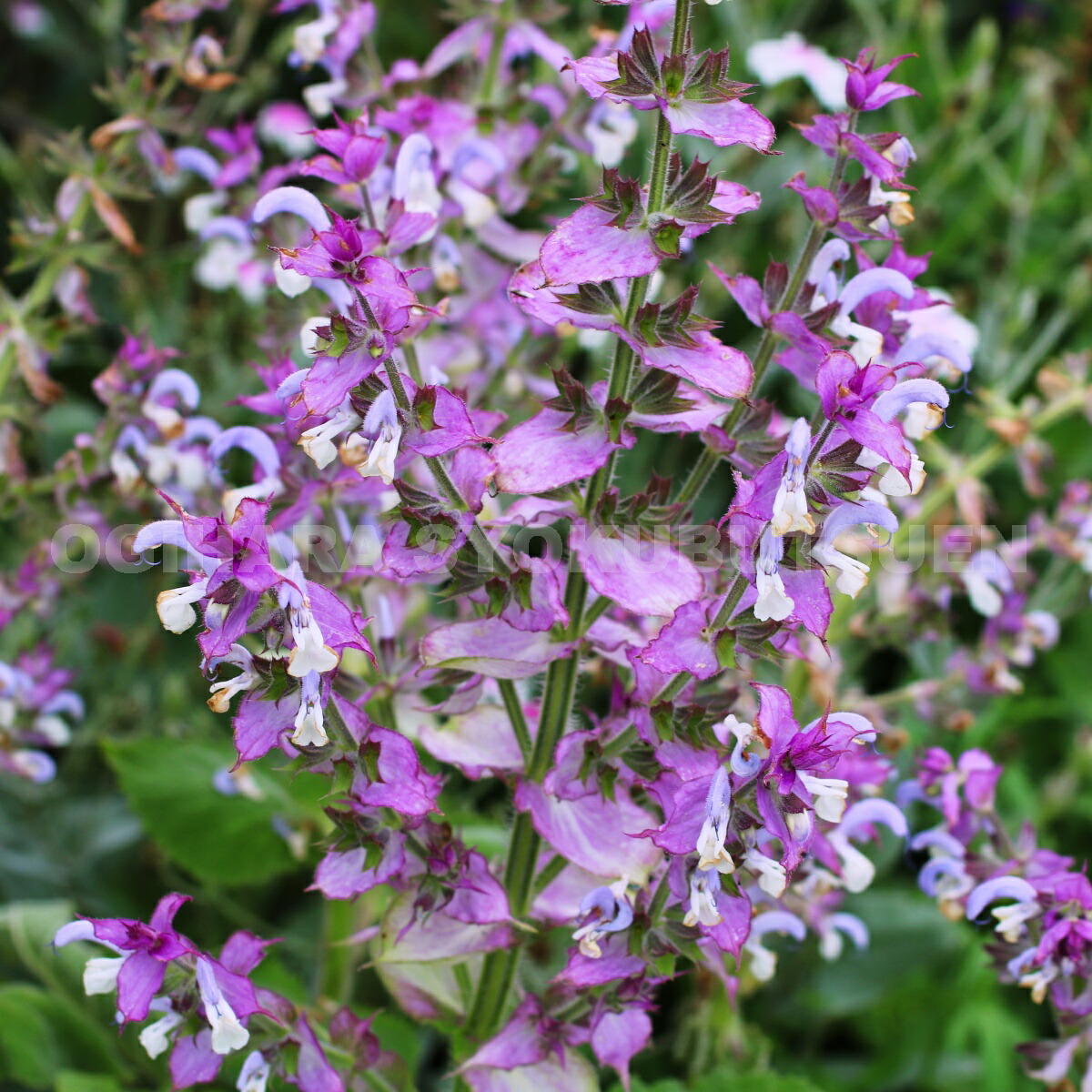 サルビア クリスティン 挿し穂4本 サルビア クリスティン 挿し穂4本
