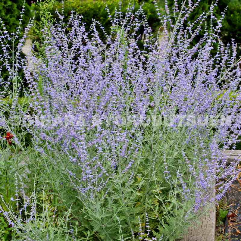 ご確認用　トウテイラン ご確認用 トウテイラン 園芸ネット本店｜トウテイラン3.5号ポット の