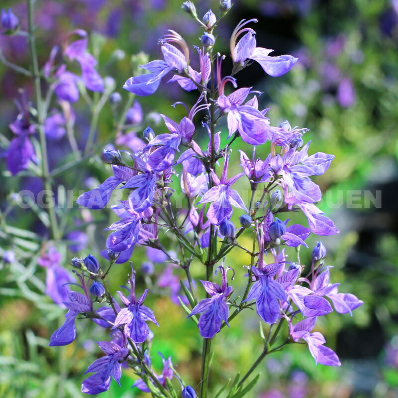 楽天市場】ダブルプリムローズ 'スー ジャービス' : おぎはら植物園