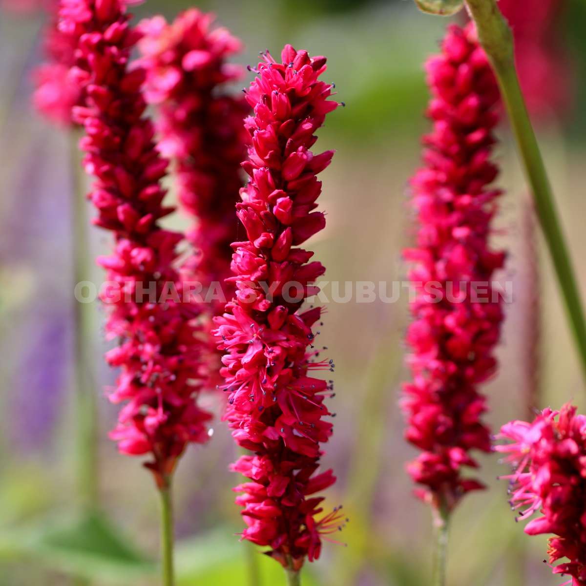 楽天市場】ペルシカリア 'レッド ドラゴン' : おぎはら植物園