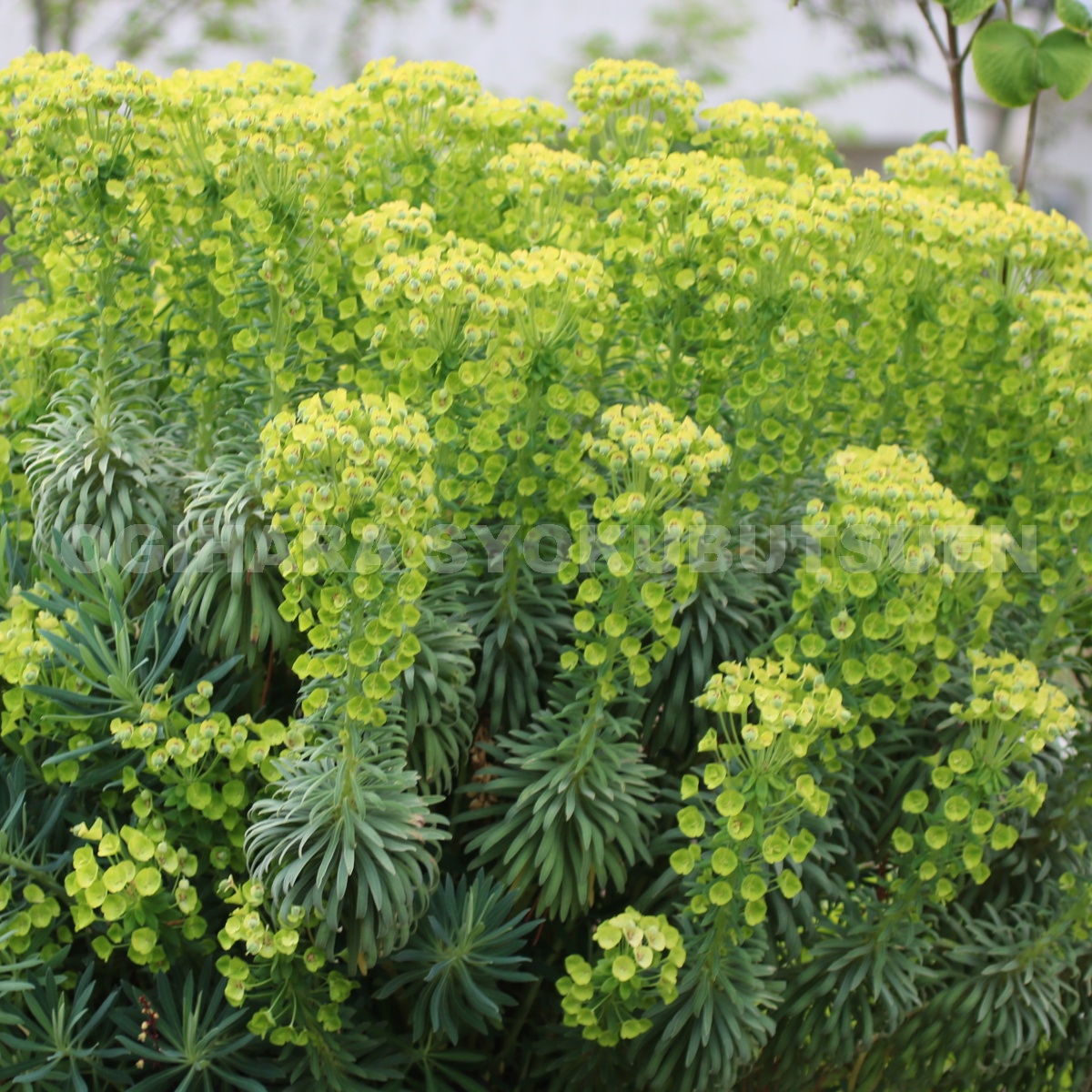 楽天市場 ユーフォルビア ウルフェニー おぎはら植物園