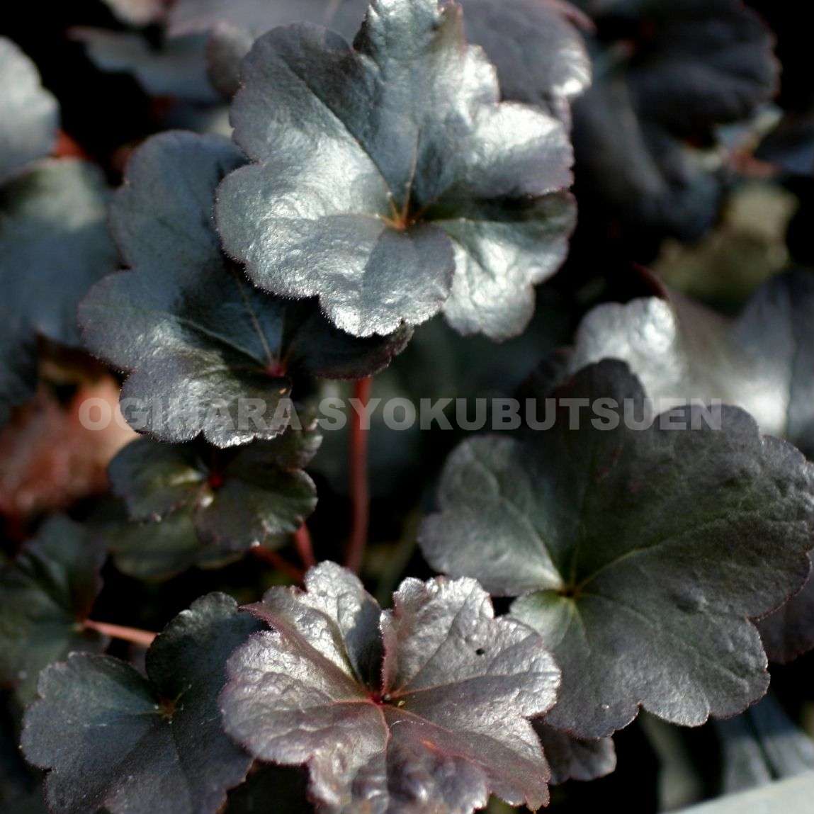 楽天市場 ヒューケレラ モヒート おぎはら植物園